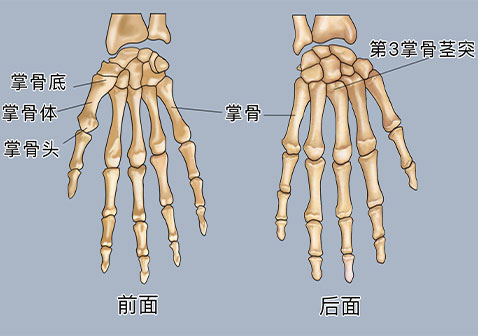 掌骨骨骼结构图