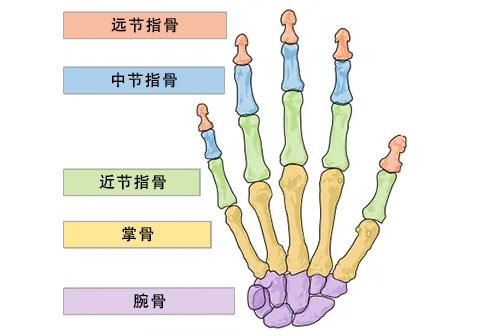 手部骨骼结构图