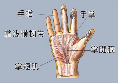 手指手掌位置示意图
