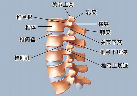 腰椎图片构造图解