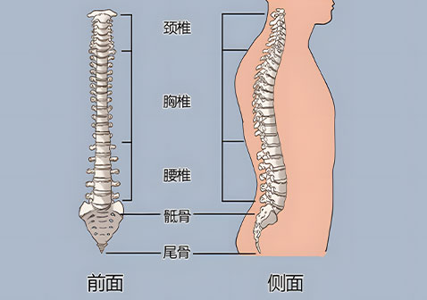 腰椎位置示意图