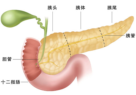 胰腺解剖图片