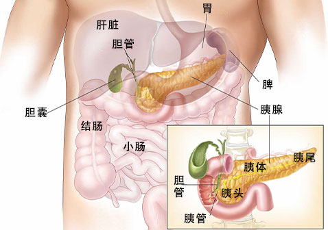 胰腺在人体的位置图片