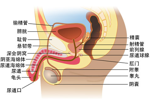 阴茎图片