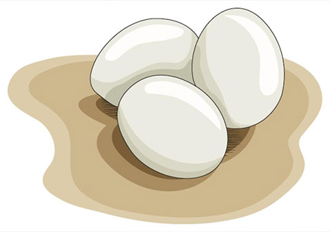 鸡蛋图片
